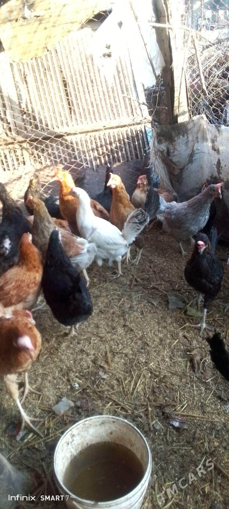 towuklar - Сакар - img 1