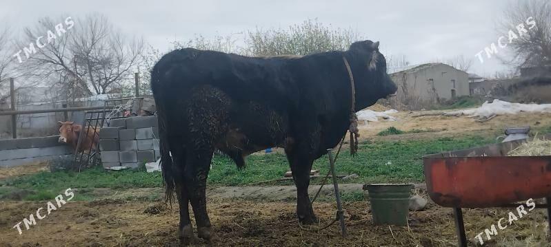 Ökûz - Bäherden - img 1