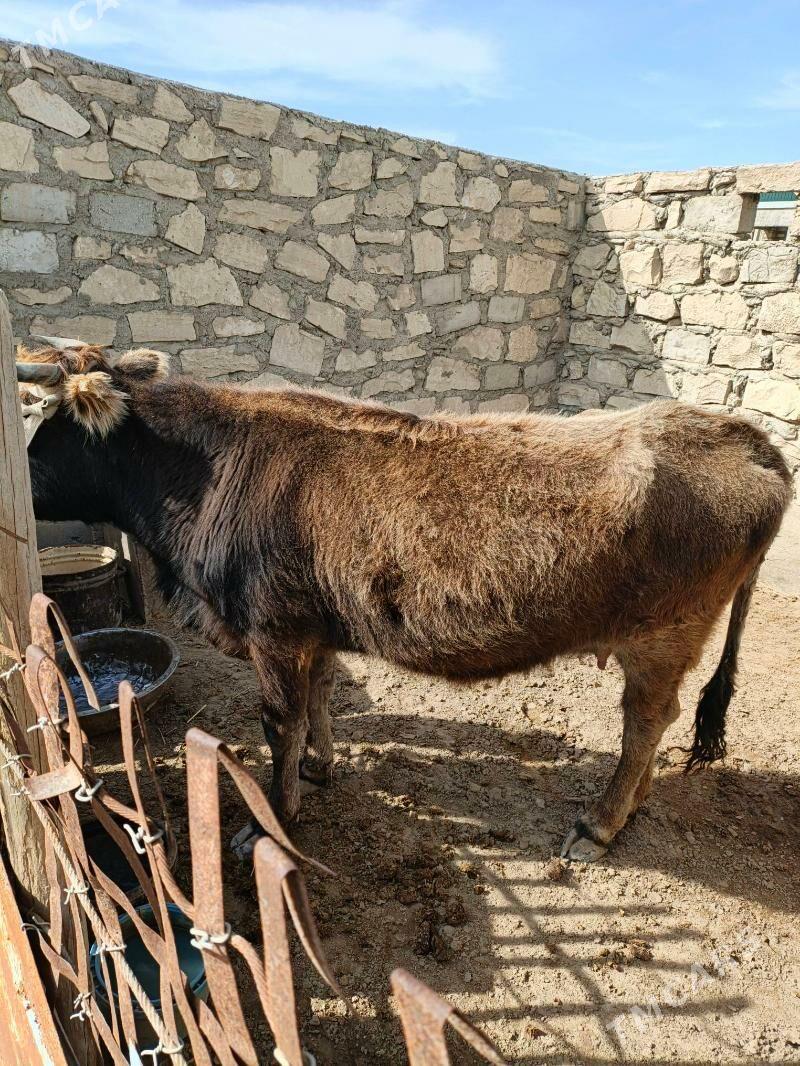 Sygyr tanaly - Эсенгулы - img 1