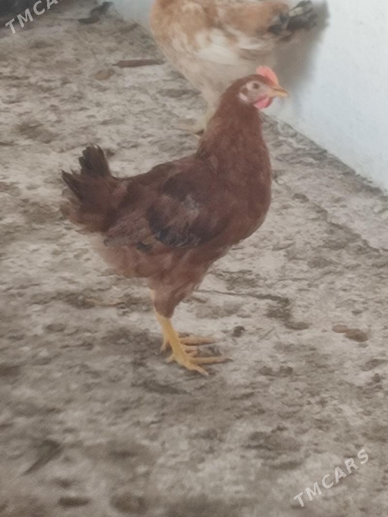 Horaz - Бахарден - img 1