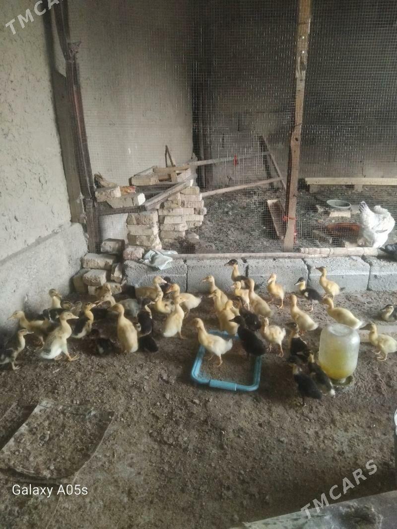 ordek juyje - Gökdepe - img 1