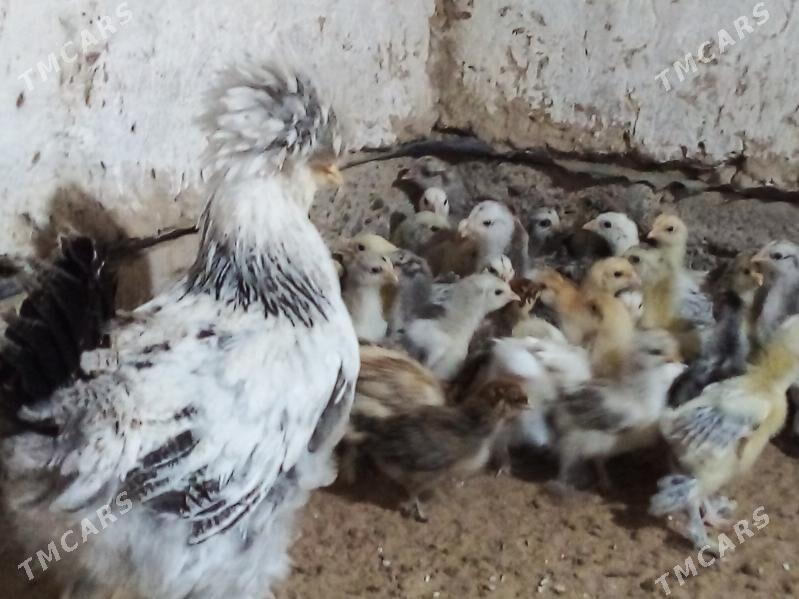 TROYKA --BRAMA TOWUK JÙÝJE - Мургап - img 1