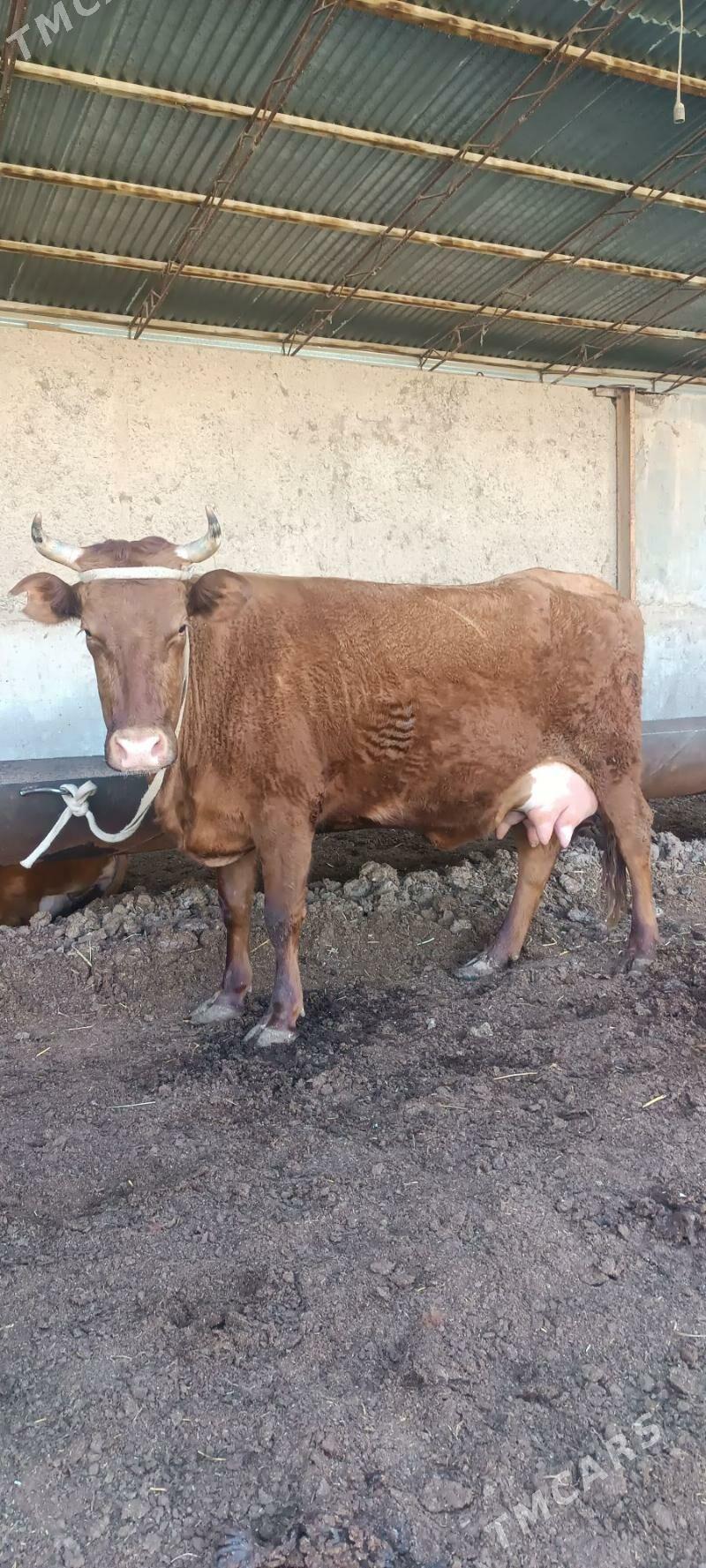 Göleli sygyr - Мары - img 1