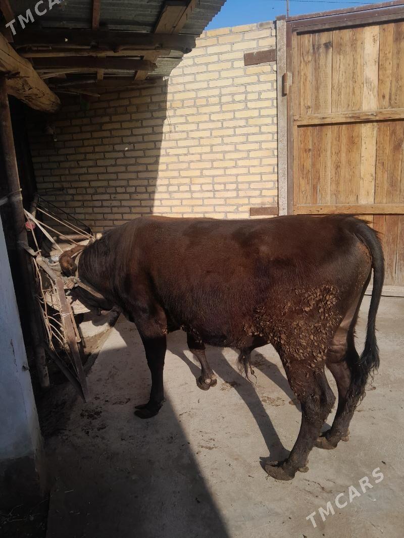 самиз окуз - Çärjew - img 1