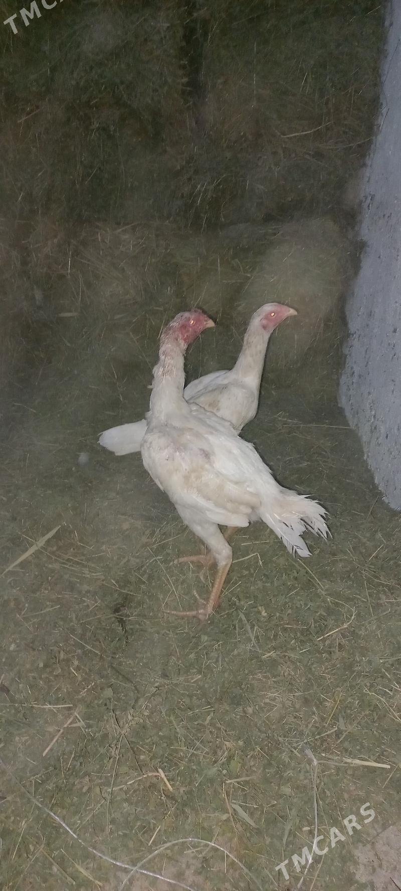 Taşgent özbek - Herrikgala - img 1