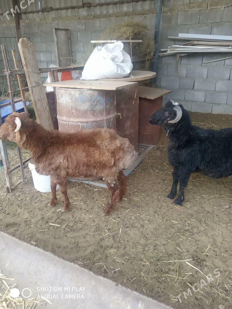 tokly - Анев - img 1