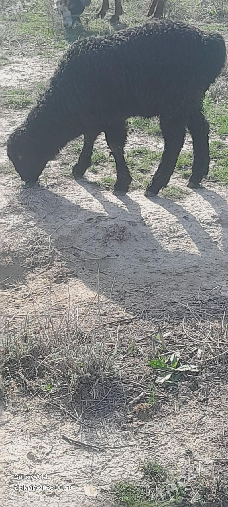 GISAR GUZLY GOYUN - Бахарден - img 1