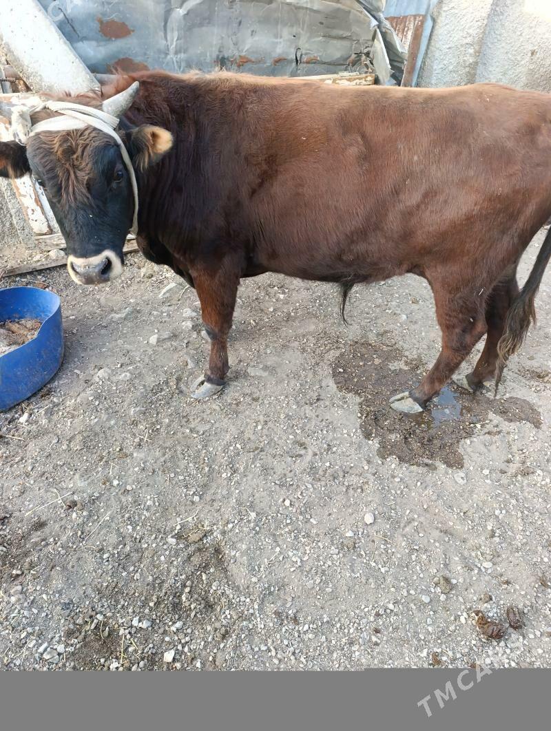 Okiz - Балканабат - img 1