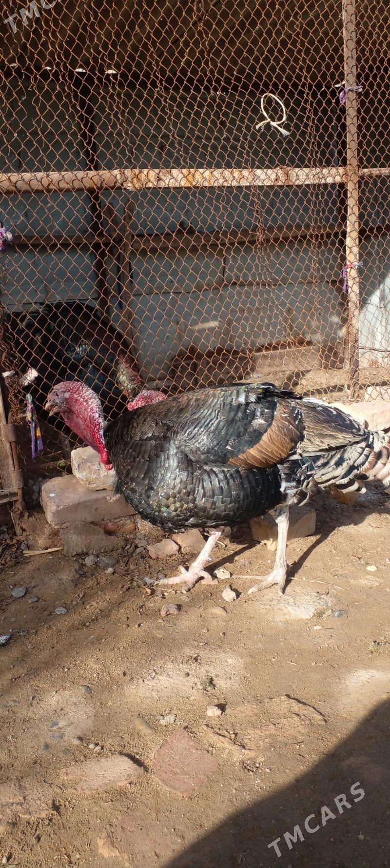 induk - Babadaýhan - img 1