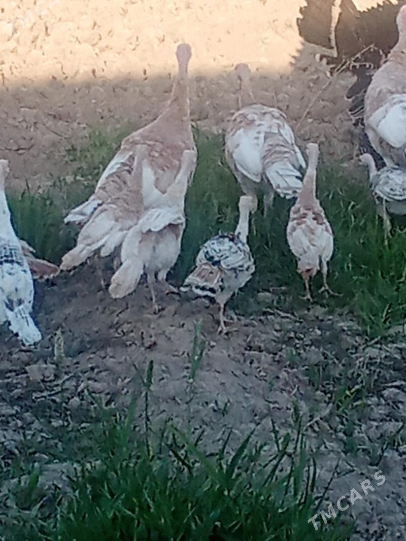 Induk we juyje - Wekilbazar - img 1