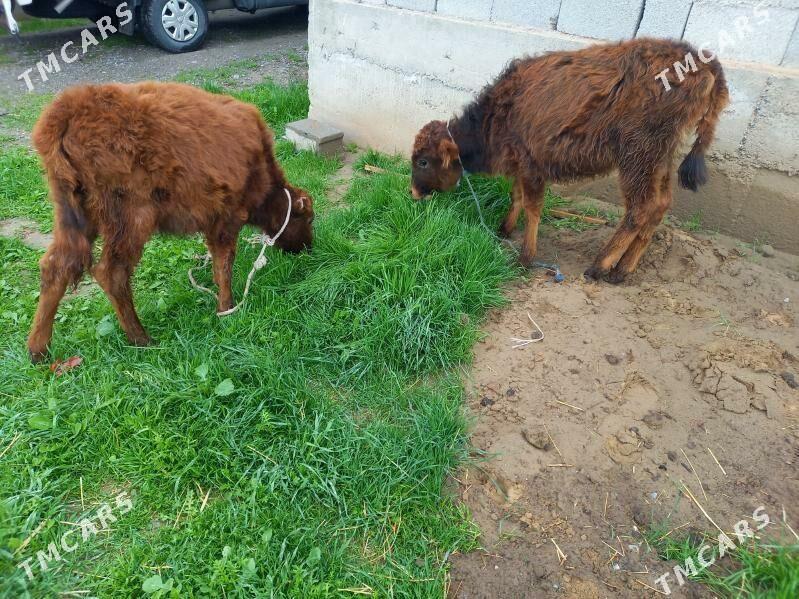 Tüwe - Büzmeýin - img 1