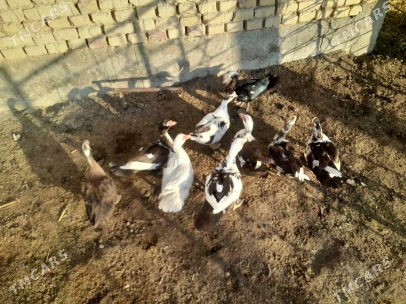 Indautka - Гуртли - img 1