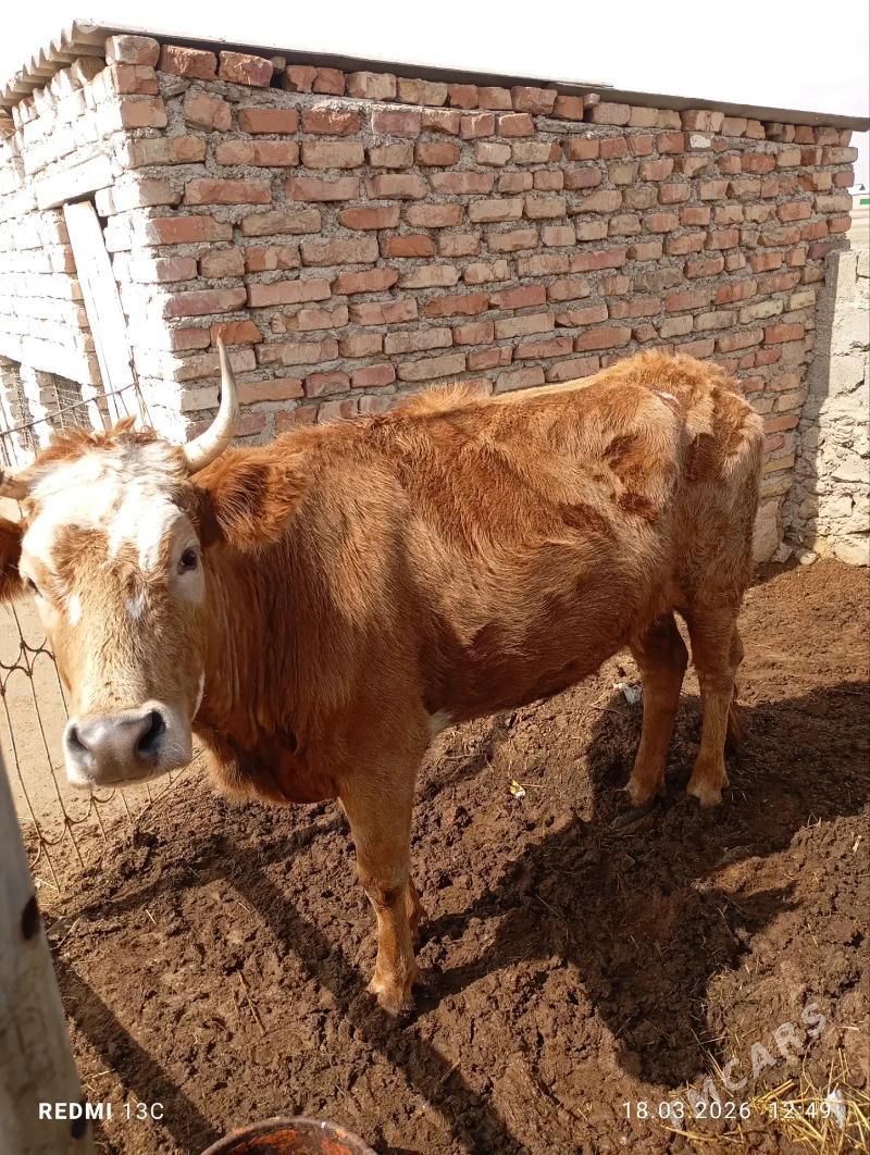 sygyr - Bereket - img 1