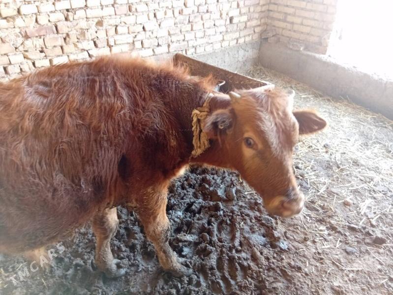 ŏkùz - Бабадайхан - img 1