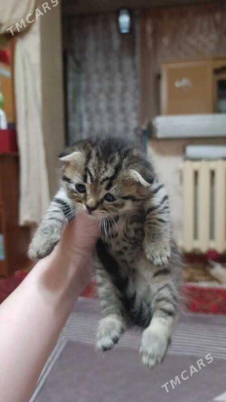 котята - Ашхабад - img 1