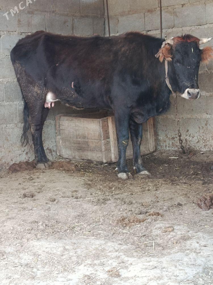 şwes göleli sygyr - Бахарден - img 1