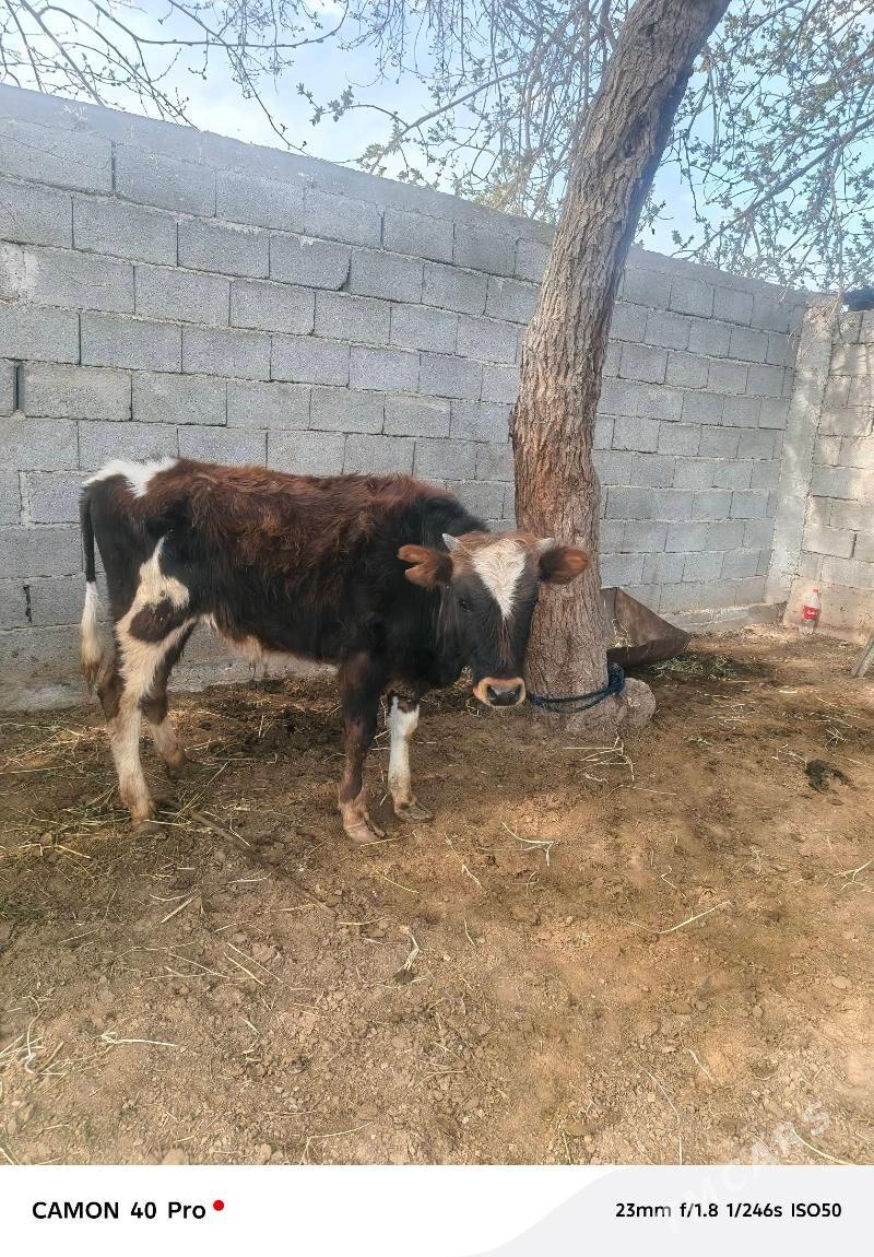 Okuz - Кипджак - img 1