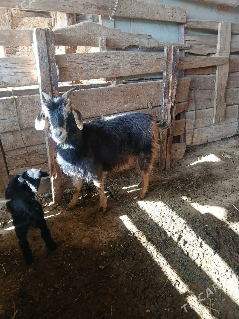 Geci - Бахарден - img 1