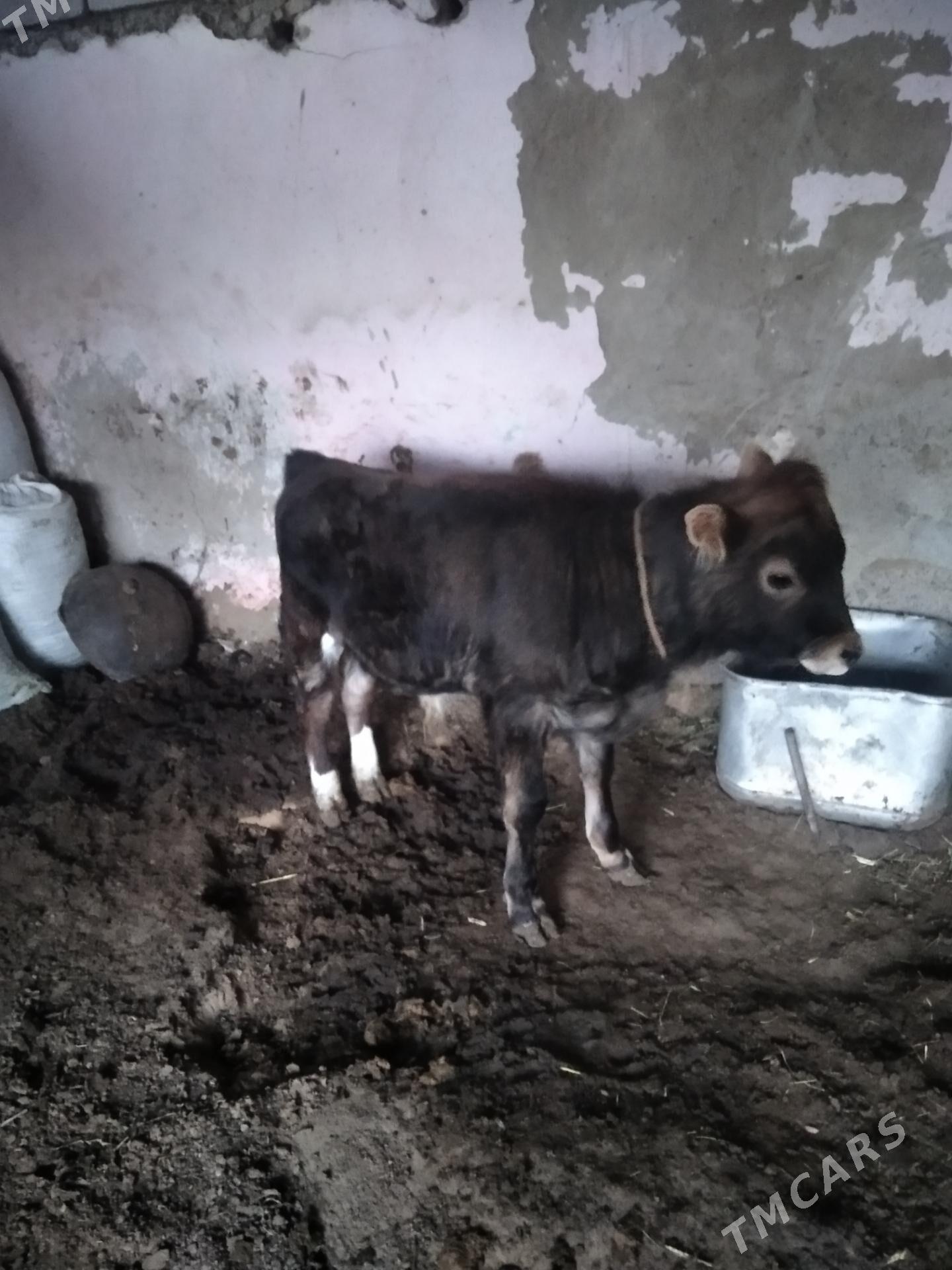 okuz - Чоганлы - img 1