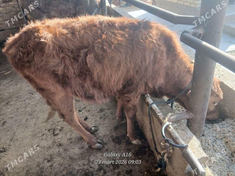 tüwe 10 aÿlyk - Babadaýhan - img 1