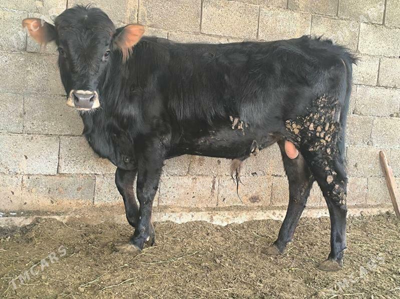 öküz - Ашхабад - img 1