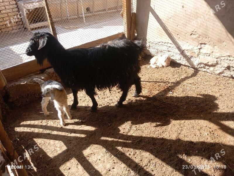 Ekiz oglakly Geçi - Mary - img 1