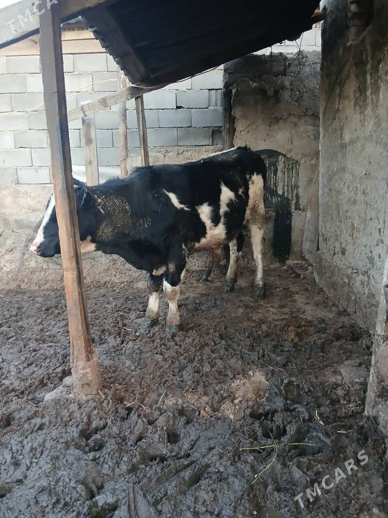 okuz - Herrikgala - img 1