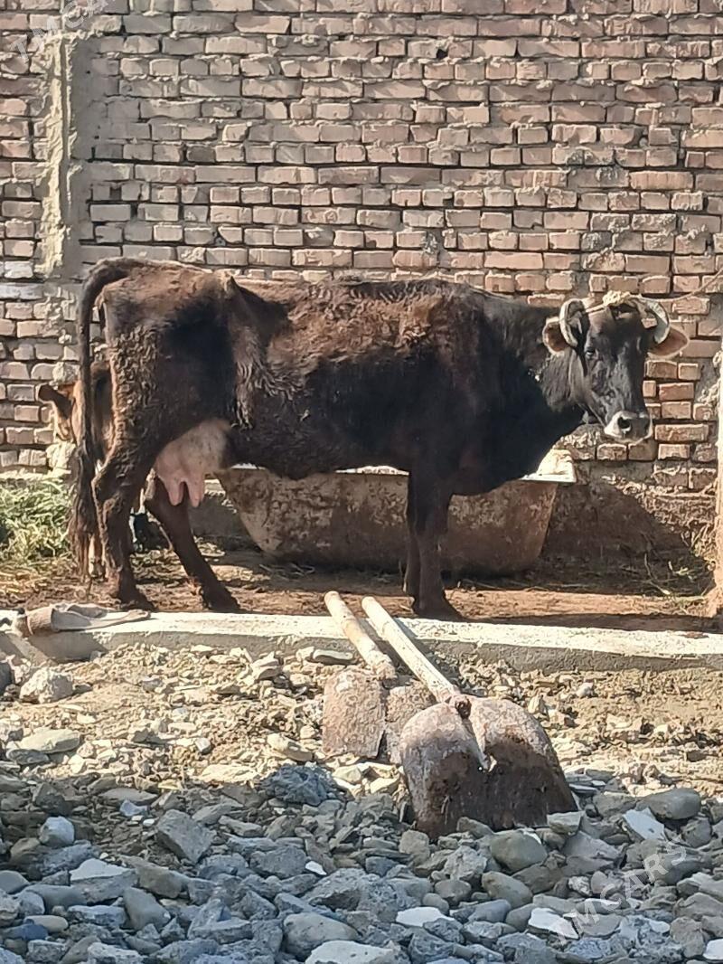 goleli sgr - Бахарден - img 1