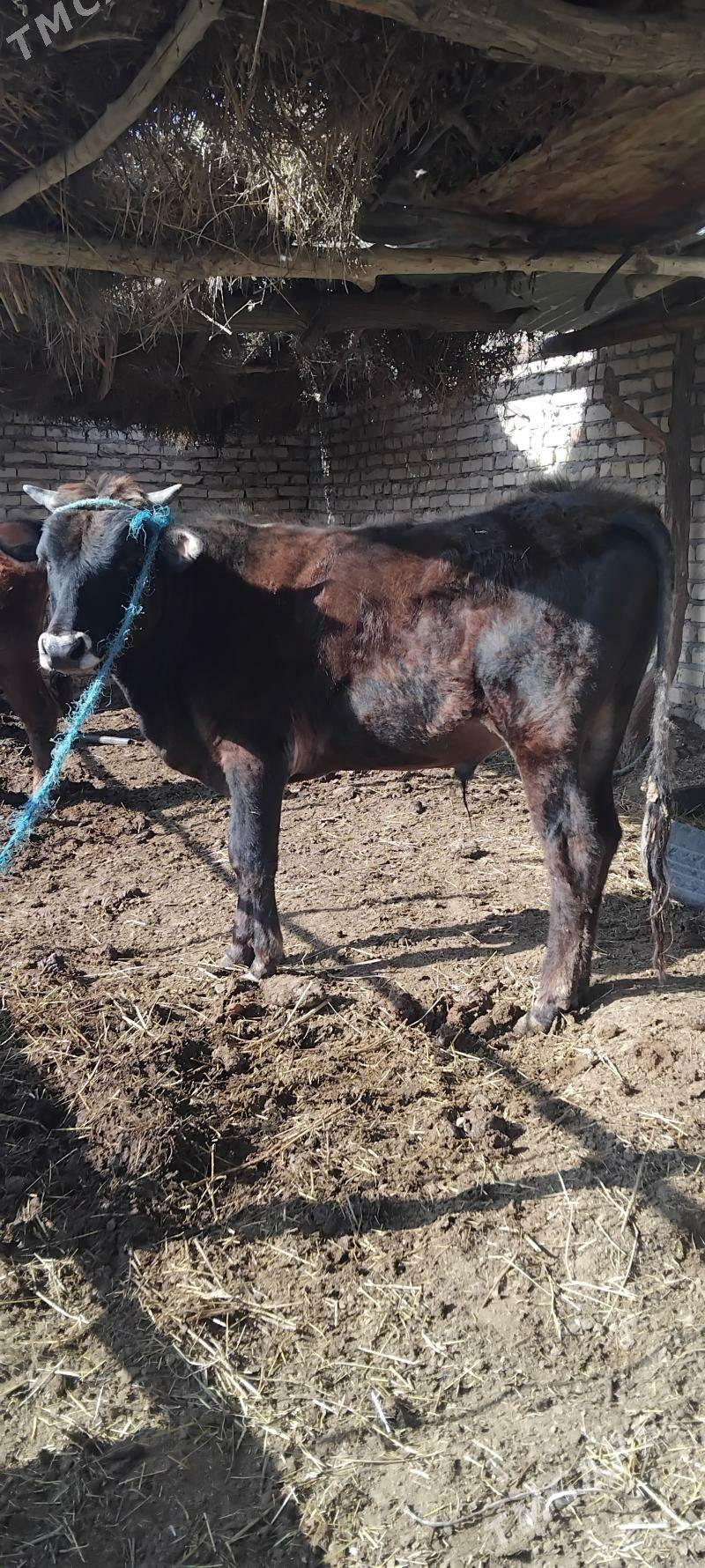 okuz - Çärjew - img 1