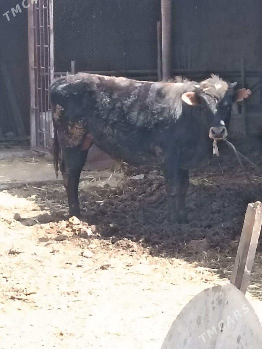 okuz - Aşgabat - img 1