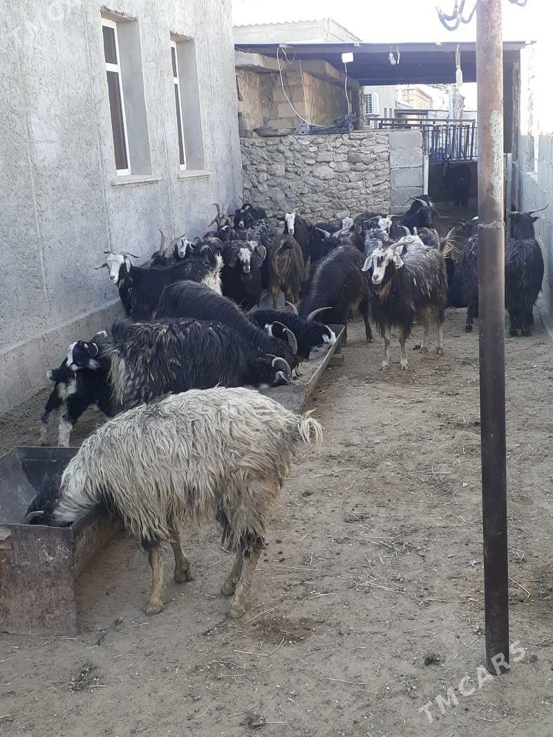 geçiler - Balkanabat - img 1