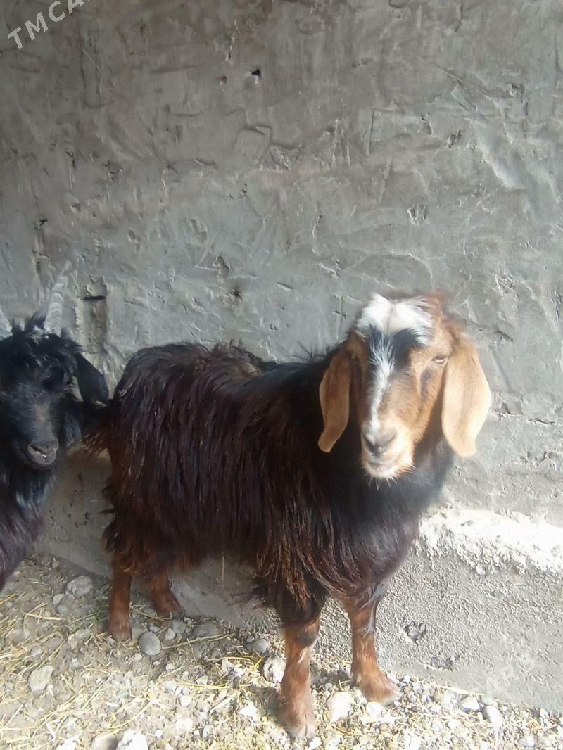 geçi - Gypjak - img 1