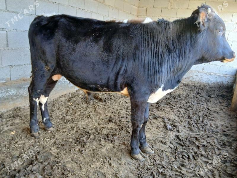 Okuz - Ашхабад - img 1