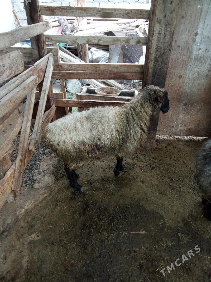 Goýun. - Ak bugdaý etraby - img 1