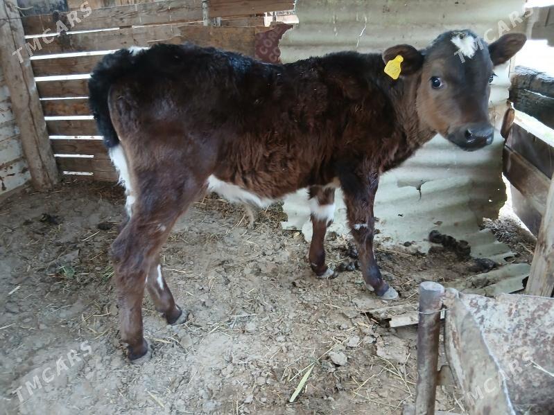 Okuz - Aşgabat - img 1