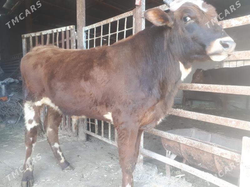 Öküz - Векильбазар - img 1