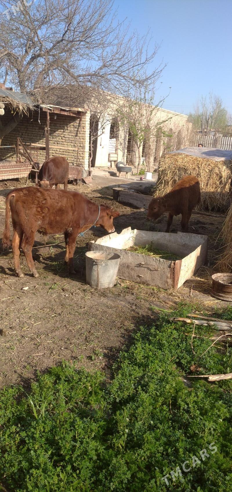 Öküzler - Чарджоу - img 1