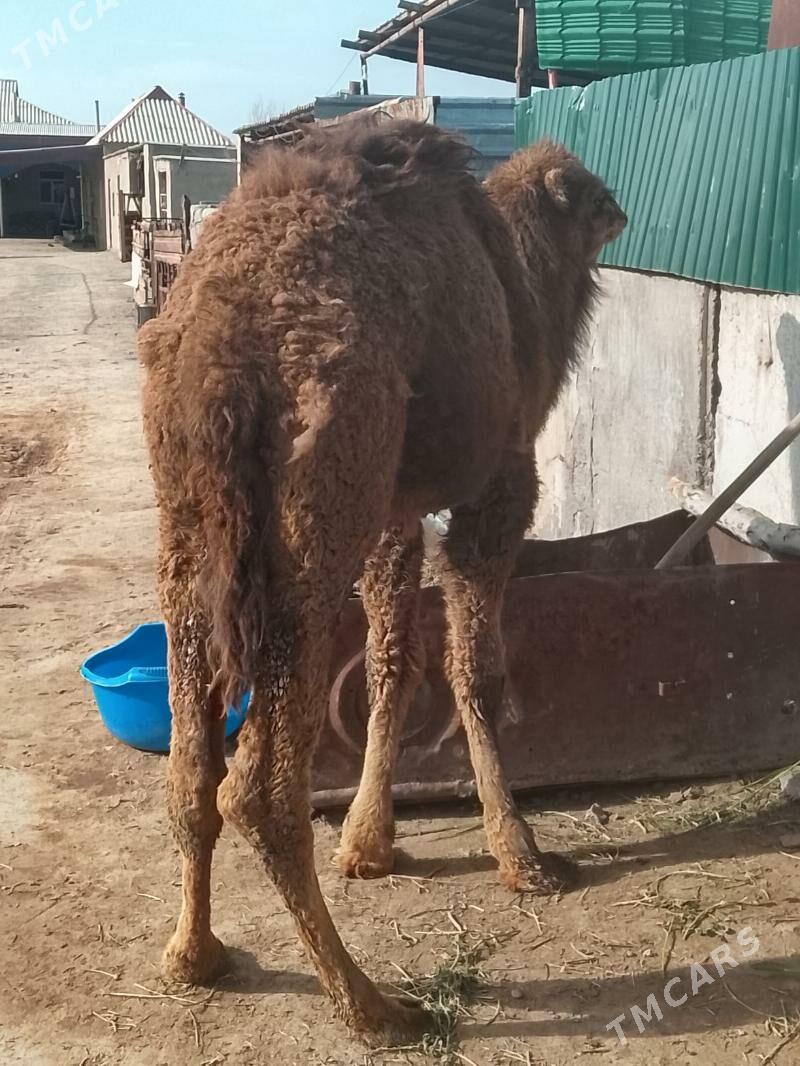 inen owşuk - Теджен - img 1