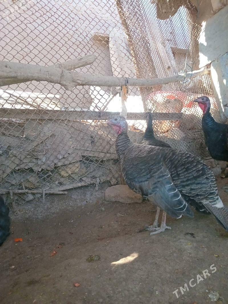 Cakyr induk 1st - Дашогуз - img 1