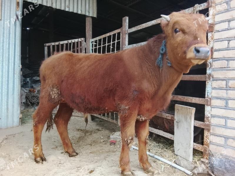 Öküz - Векильбазар - img 1