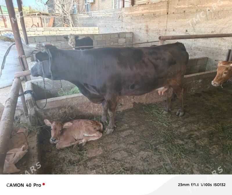 Goleli sygyr - Garadamak - img 1