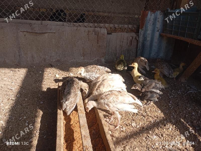 induk juje - Мары - img 1