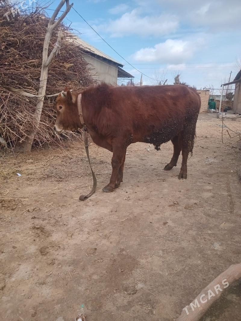 bakylan okiz 3sany - Мары - img 1