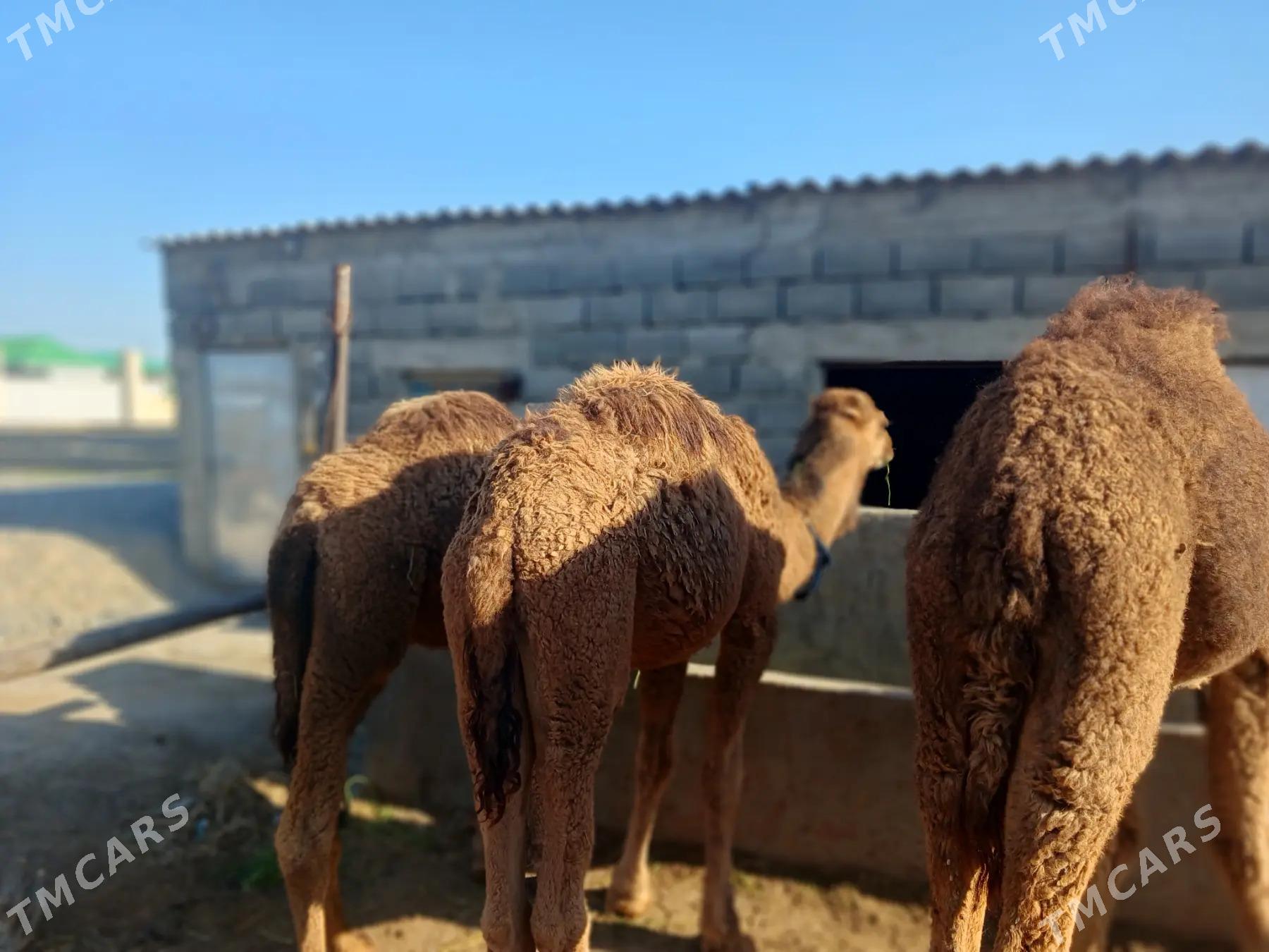 duye - Gökdepe - img 1