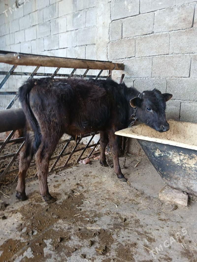 Okuz - Гёкдепе - img 1