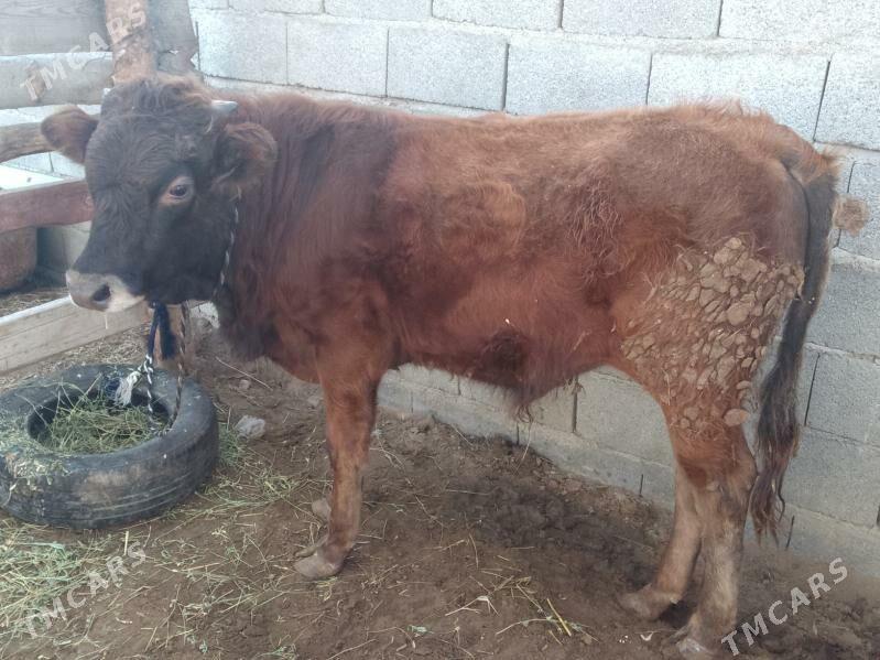 okuz - Бахарден - img 1