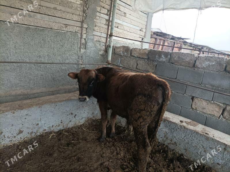 okuz - Ак-Бугдайский этрап - img 1