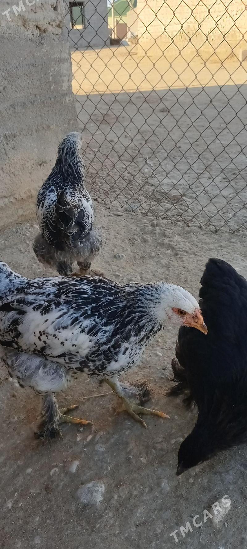 BRAMA - Гумдаг - img 1