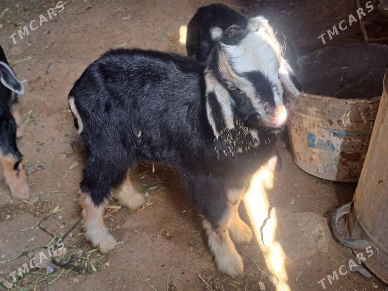 owlak - Гызыларбат - img 1