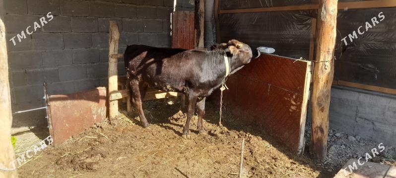 Tüwe - Гёкдепе - img 1